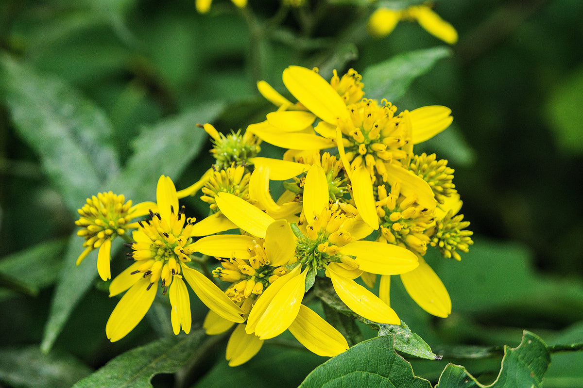 Wingstem (Verbesina alternifolia) Seeds – 250 ct