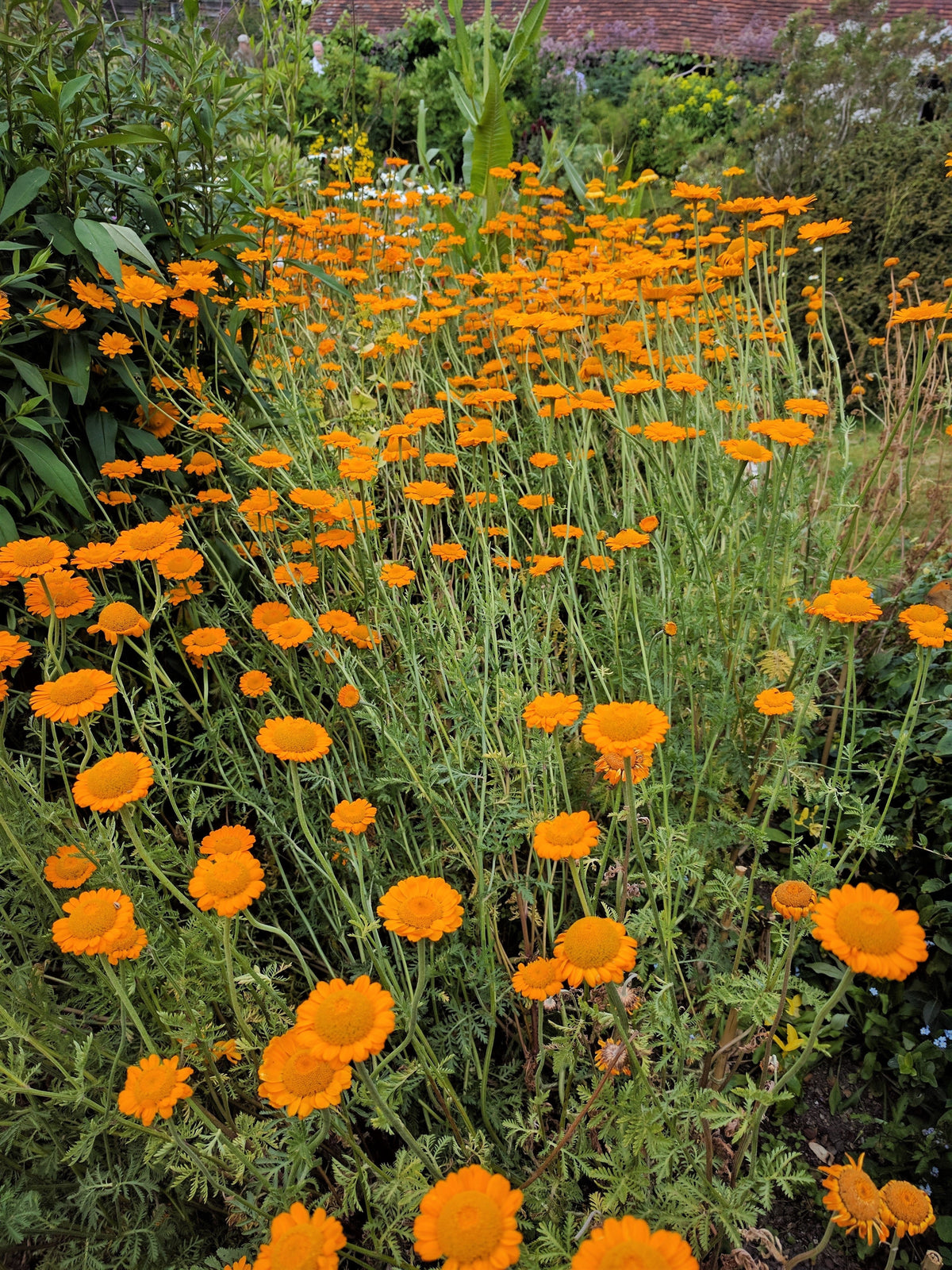 250 ORANGE MARGUERITE DAISY Anthemis Sancti-Johannis Cota Tinctoria St. John's Chamomile Dyer's Herb Paris Daisy Flower Seeds