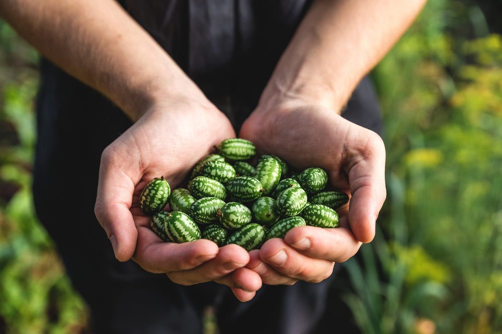 10 Cucamelon (Melothria Scabra) Seeds