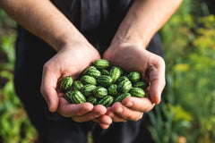10 Cucamelon (Melothria Scabra) Seeds