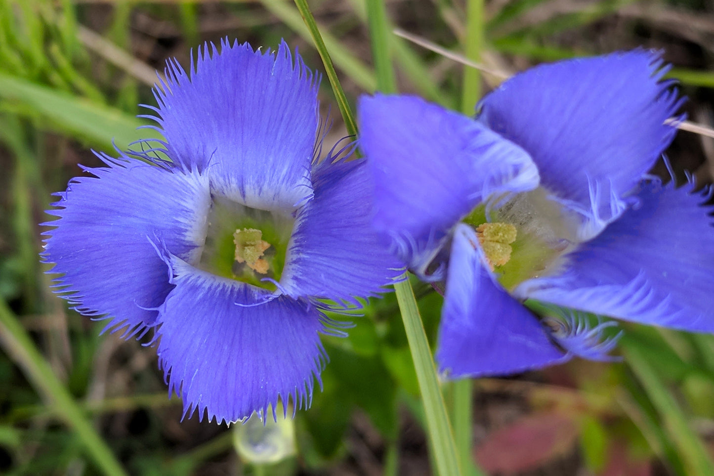 200 Fringed Gentian (Gentiana Crinita Gentianopsis) Seeds