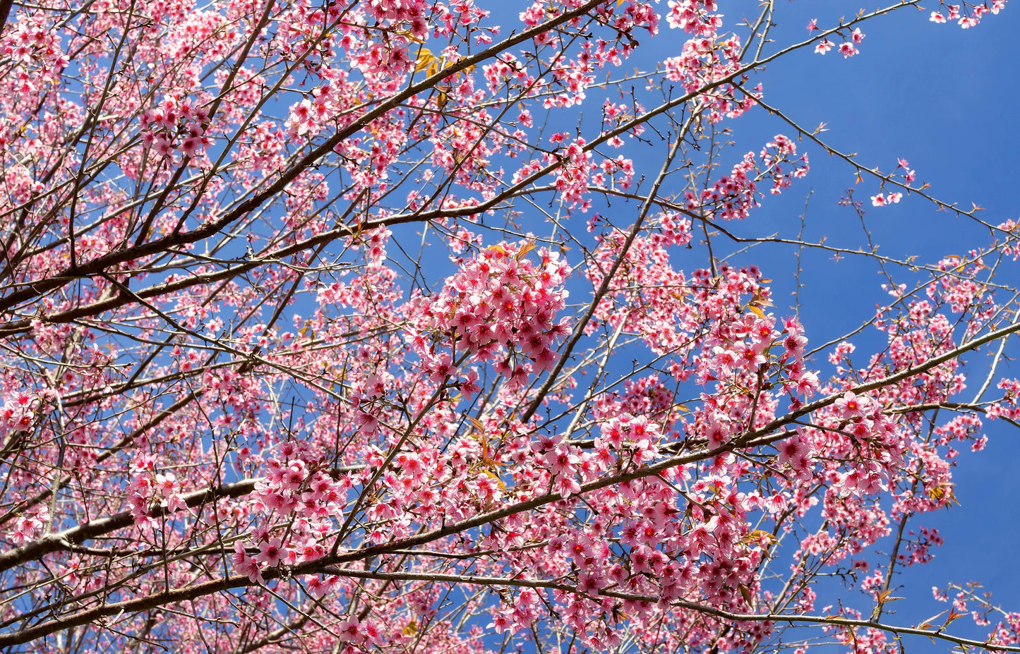 5 Himalayan Cherry (Prunus Cerasoides) Seeds