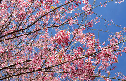 5 Himalayan Cherry (Prunus Cerasoides) Seeds
