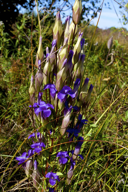 200 Fringed Gentian (Gentiana Crinita Gentianopsis) Seeds