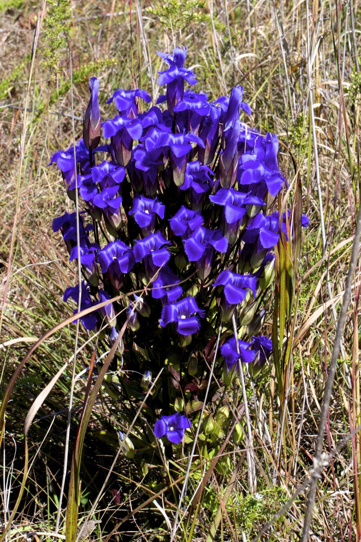 200 Fringed Gentian (Gentiana Crinita Gentianopsis) Seeds