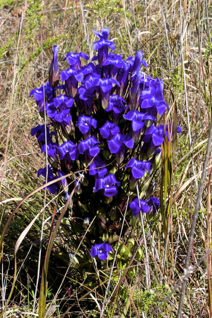 200 Fringed Gentian (Gentiana Crinita Gentianopsis) Seeds