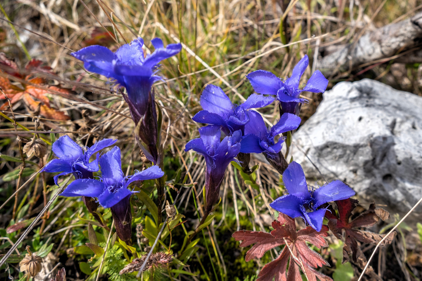 200 Fringed Gentian (Gentiana Crinita Gentianopsis) Seeds