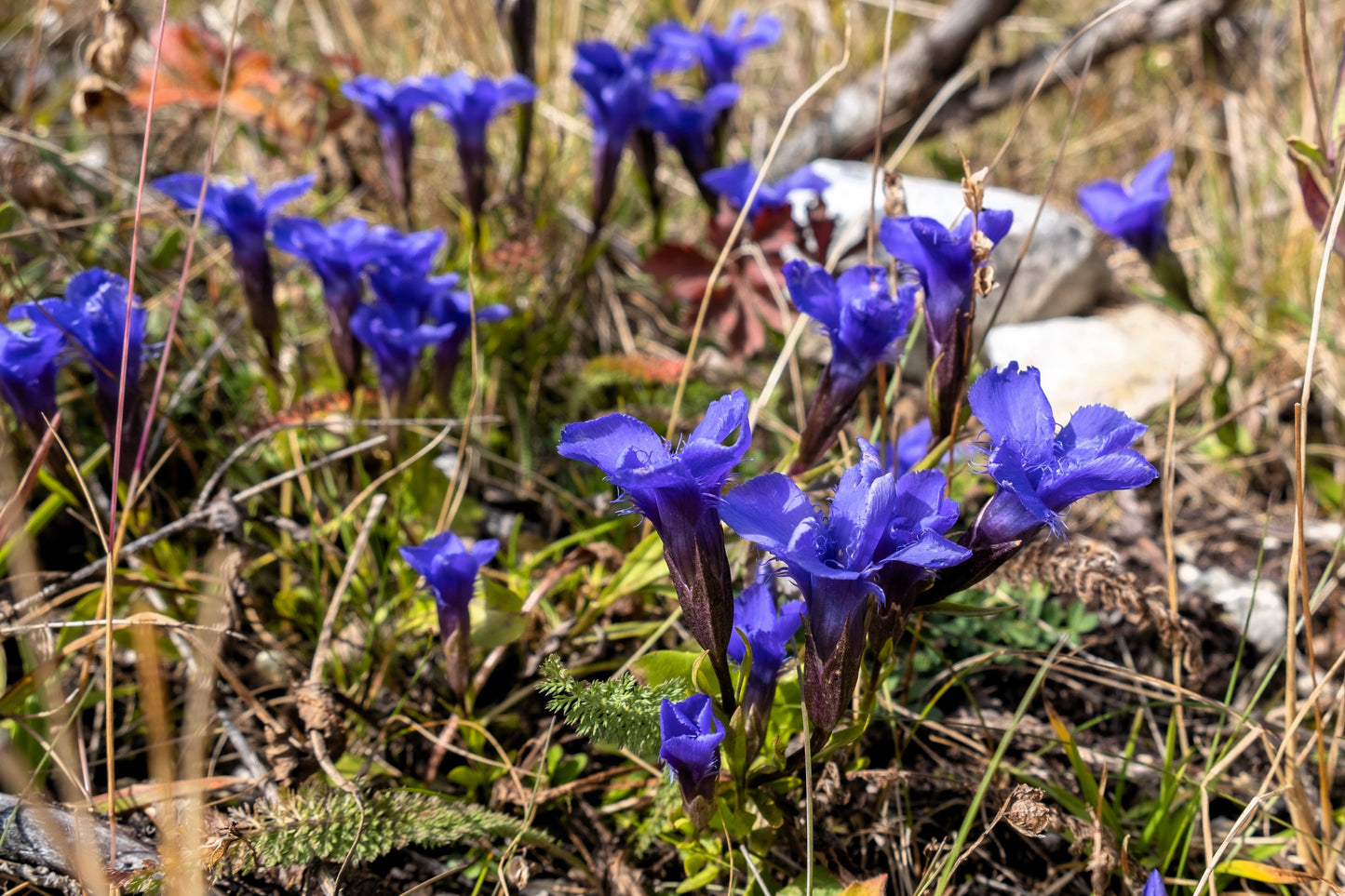 200 Fringed Gentian (Gentiana Crinita Gentianopsis) Seeds