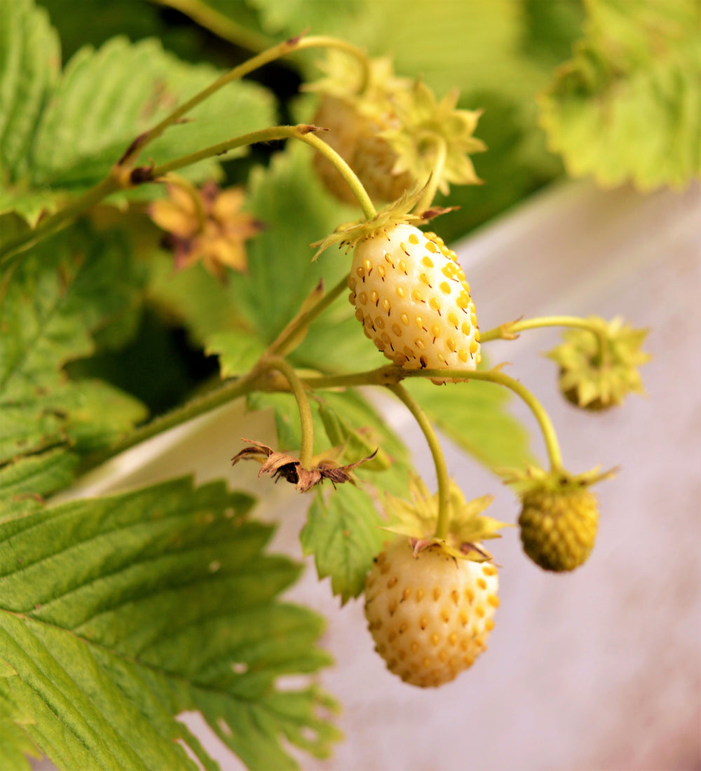 100 Yellow Wonder Strawberry (Fragaria Vesca) Seeds