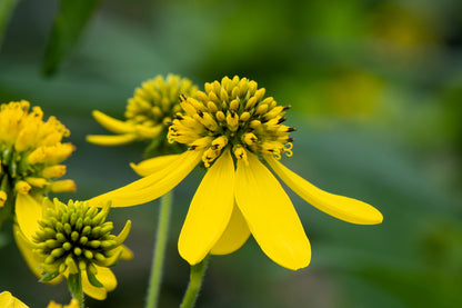 Wingstem (Verbesina alternifolia) Seeds – 250 ct