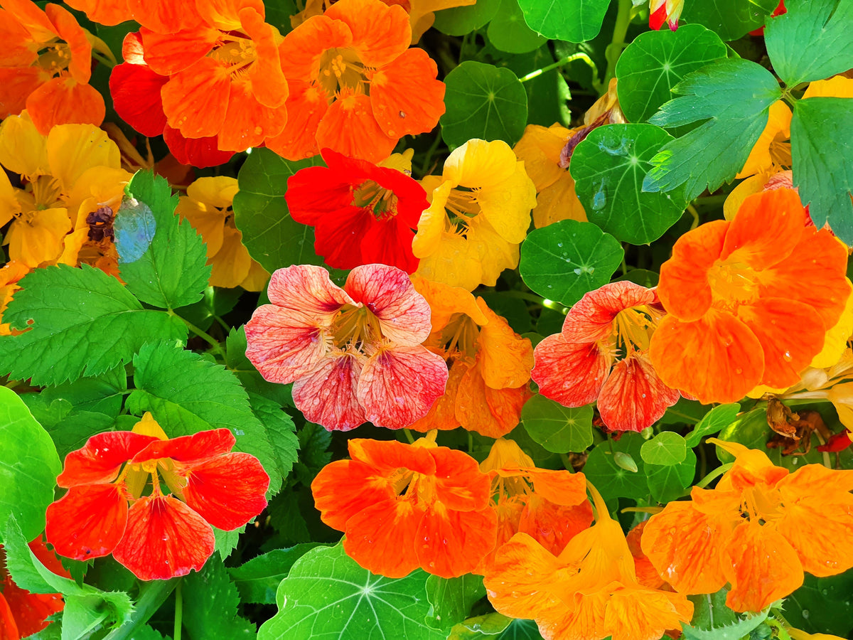 50 Mixed Colors Dwarf Jewel Nasturtium (Tropaeolum Minus) Seeds