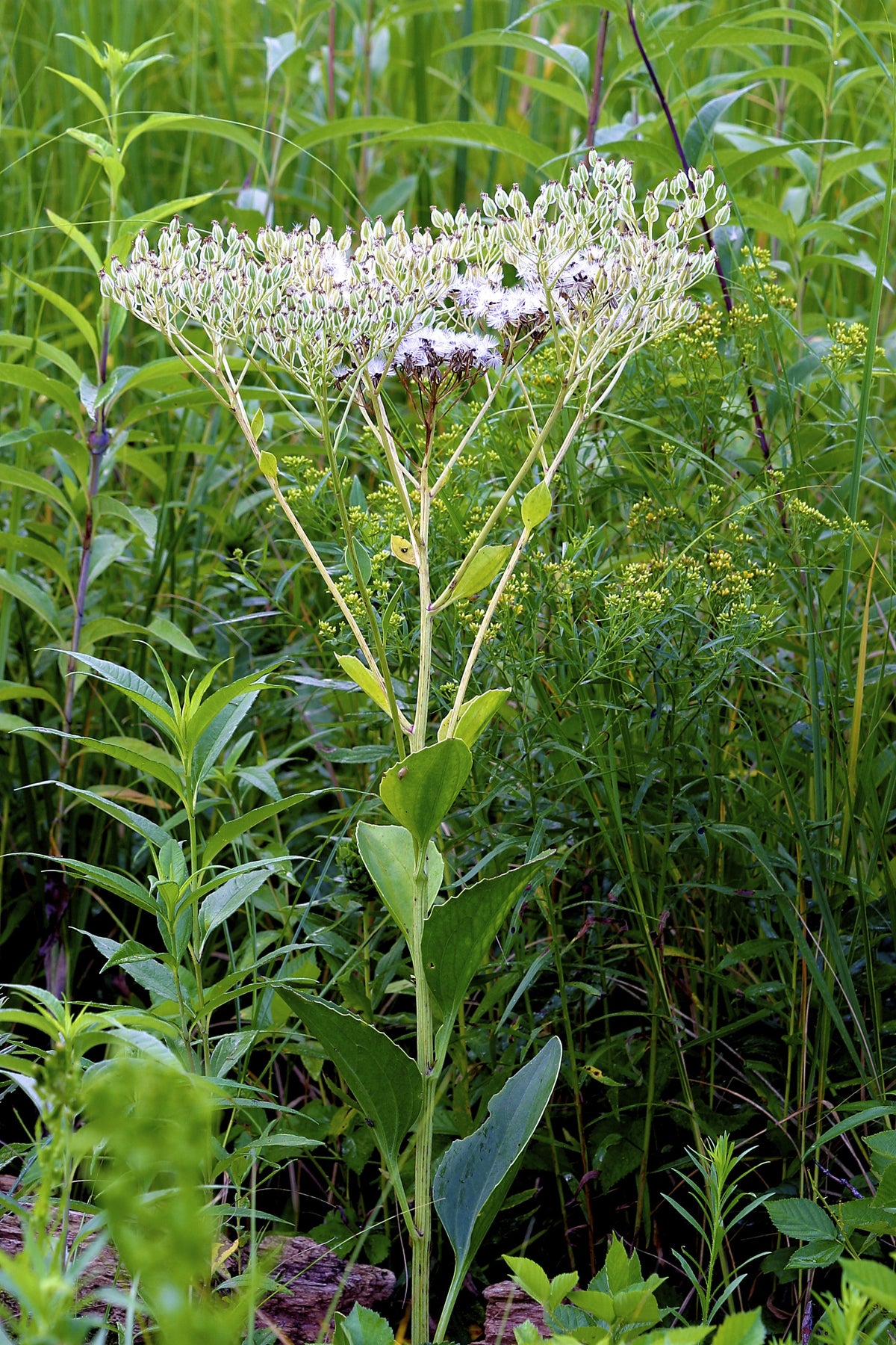 Great Indian Plantain (Hasteola suaveolens) Seeds – 50 ct
