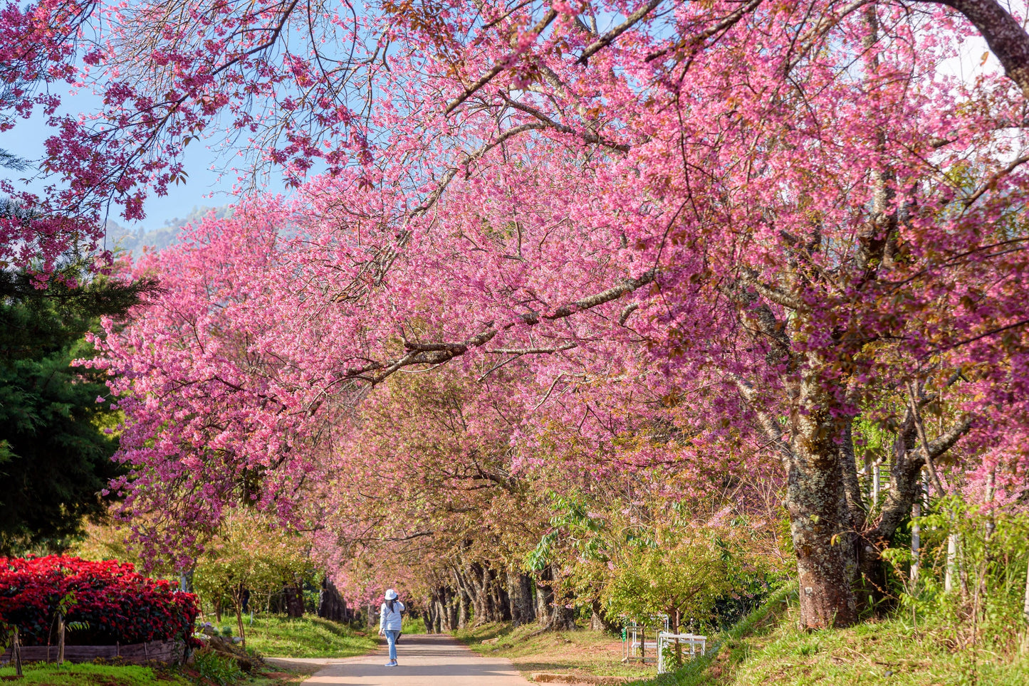 5 Himalayan Cherry (Prunus Cerasoides) Seeds