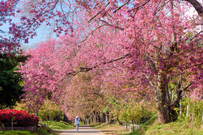 5 Himalayan Cherry (Prunus Cerasoides) Seeds