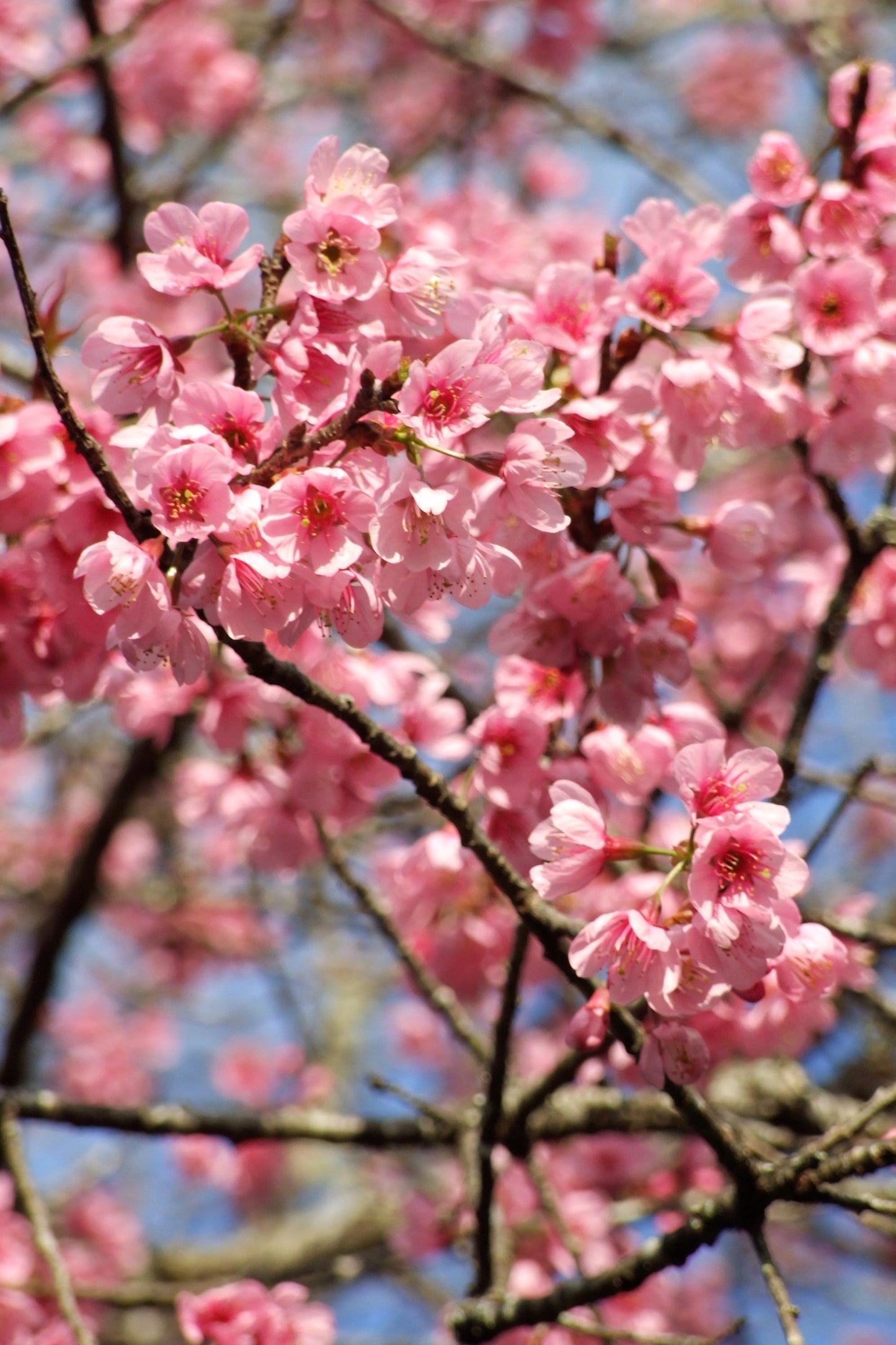 5 Himalayan Cherry (Prunus Cerasoides) Seeds