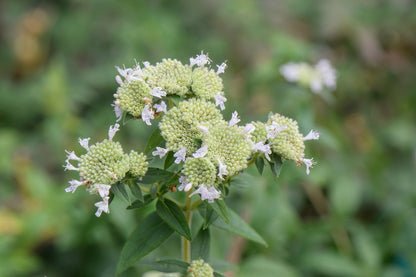 400 Hairy Mountain Mint (Pycnanthemum Pilosum) Seeds