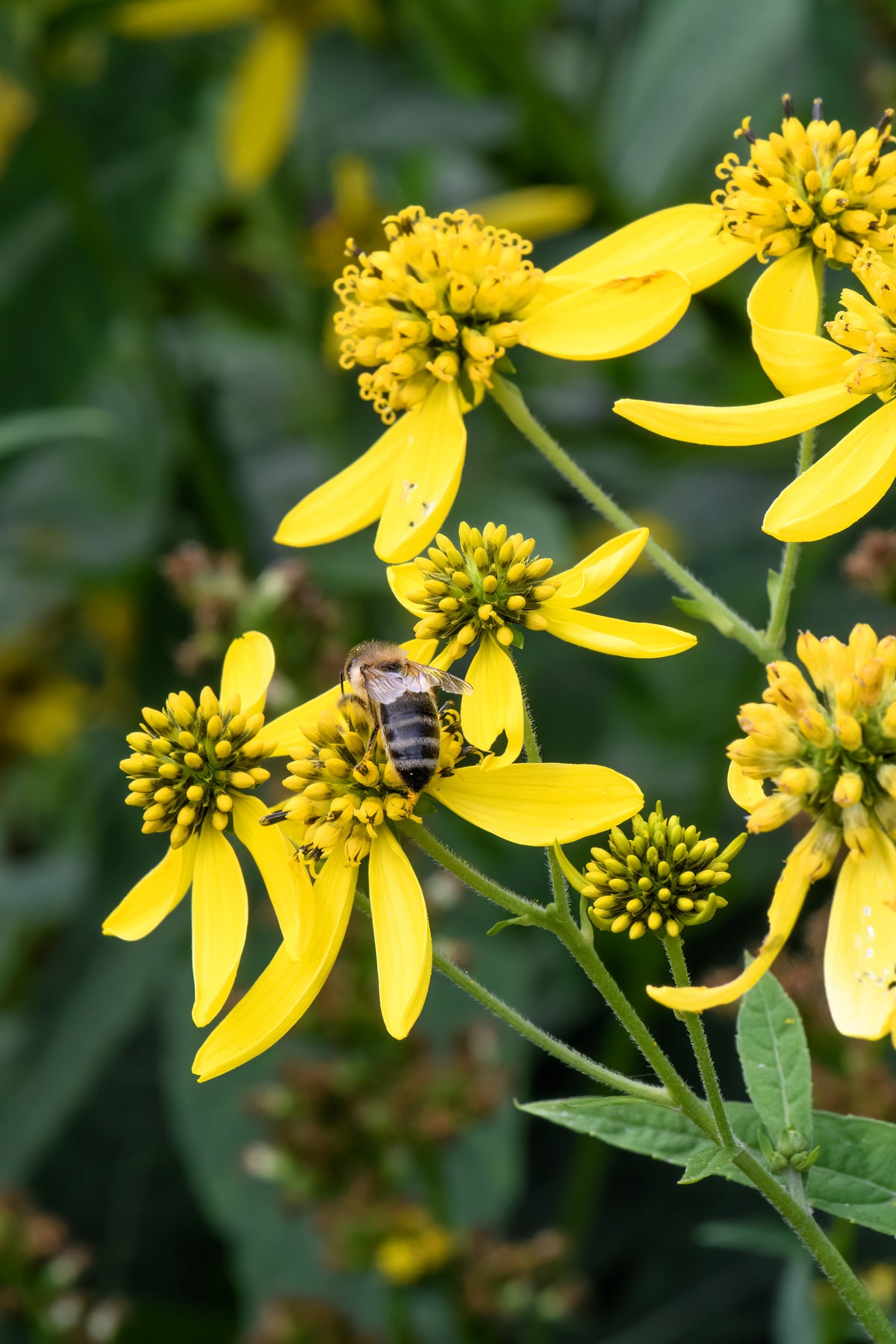 Wingstem (Verbesina alternifolia) Seeds – 250 ct