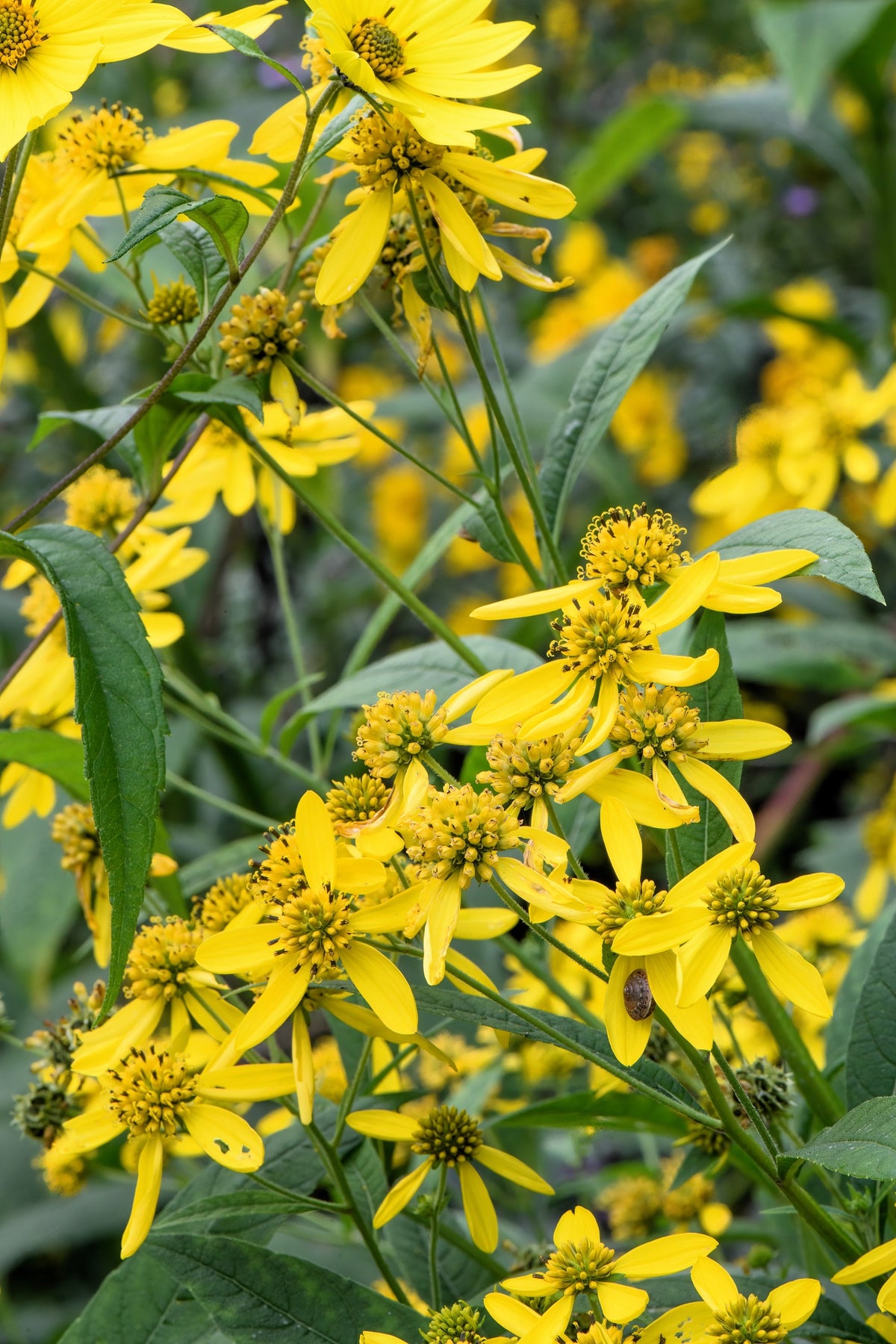 Wingstem (Verbesina alternifolia) Seeds – 250 ct