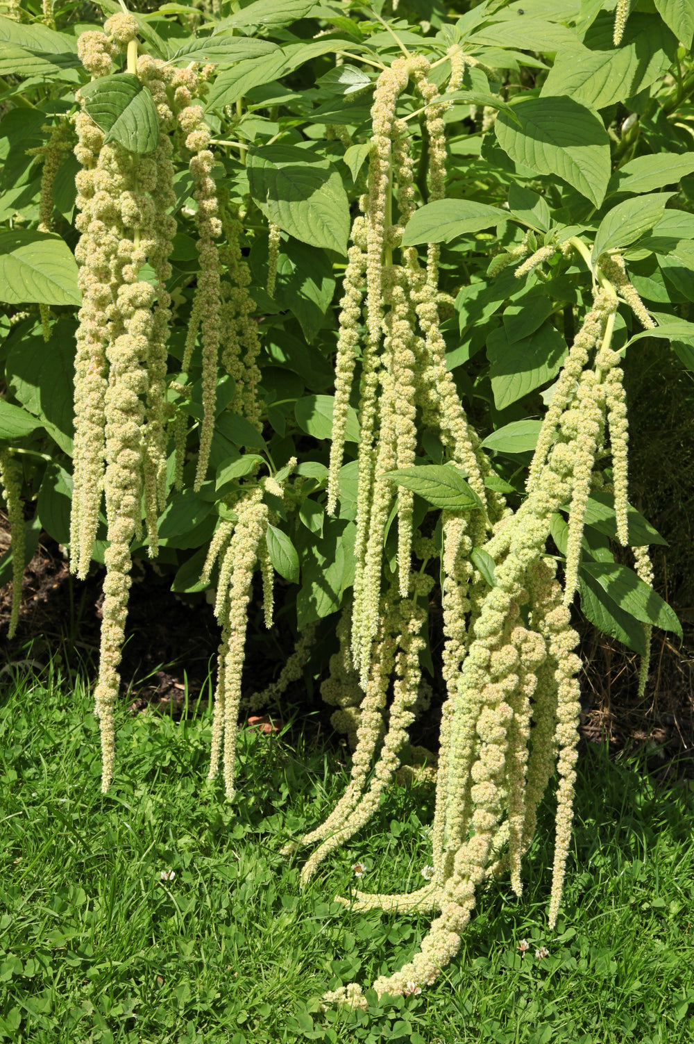 150 Amaranth's Green Tails (Amaranthus Caudatus) Seeds