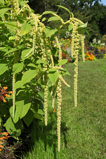 150 Amaranth's Green Tails (Amaranthus Caudatus) Seeds
