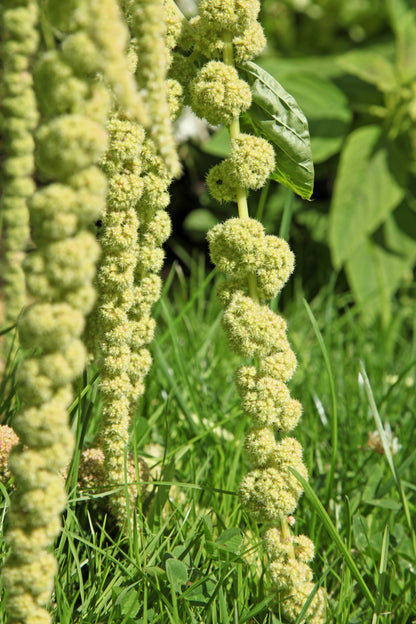 150 Amaranth's Green Tails (Amaranthus Caudatus) Seeds