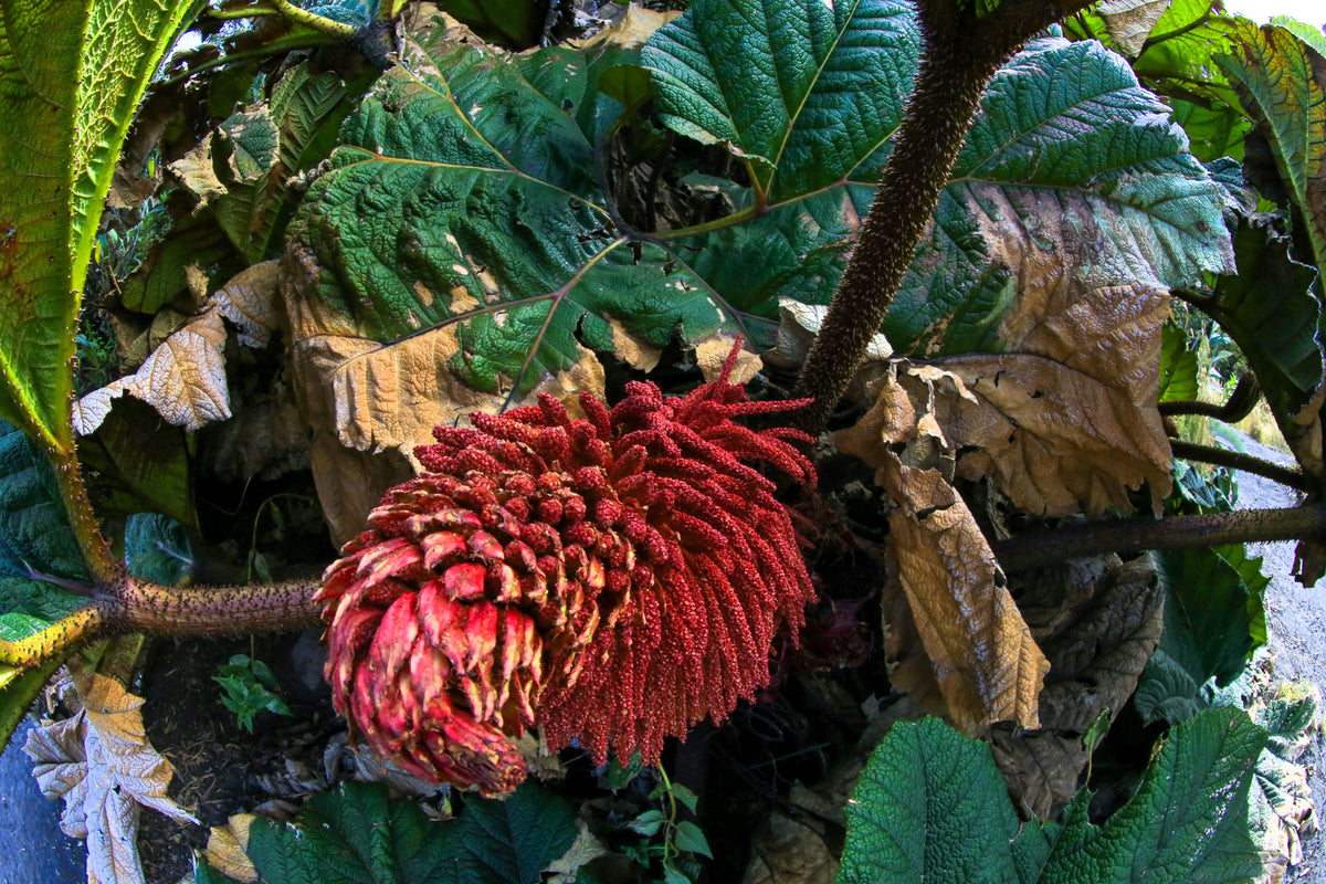 Giant Rhubarb (Gunnera insignis) Seeds – 10 ct