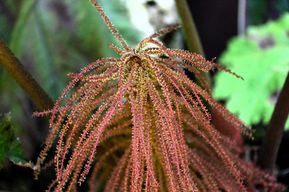 Giant Rhubarb (Gunnera insignis) Seeds – 10 ct