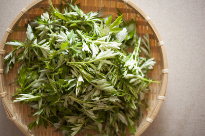 1000 Japanese Mugwort (Artemisia Princeps) Seeds
