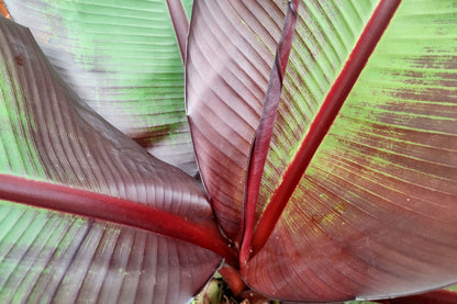 5 Red Abyssinian Banana (Musa Ensete Ventricosum) Seeds