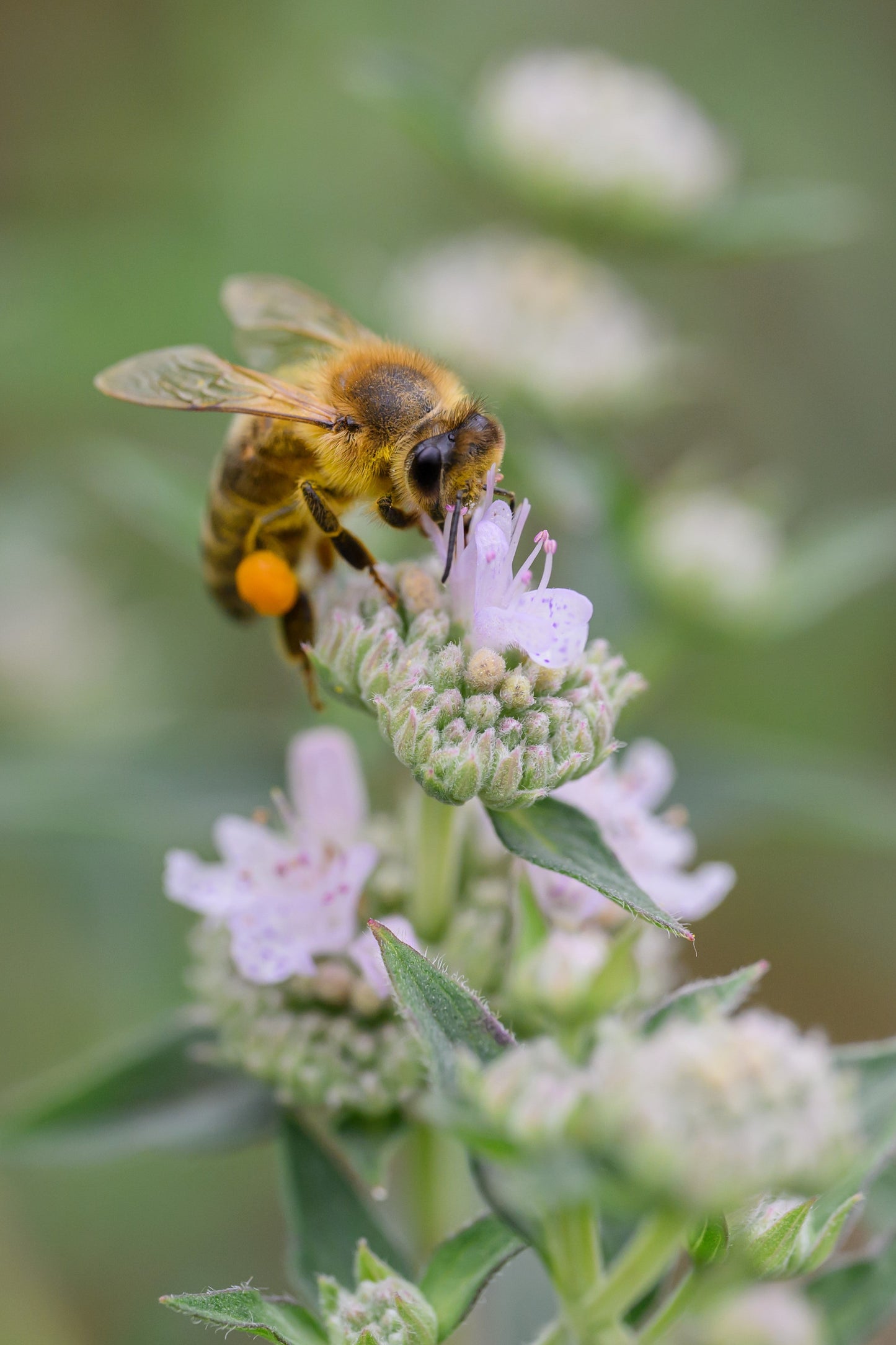 400 Hairy Mountain Mint (Pycnanthemum Pilosum) Seeds