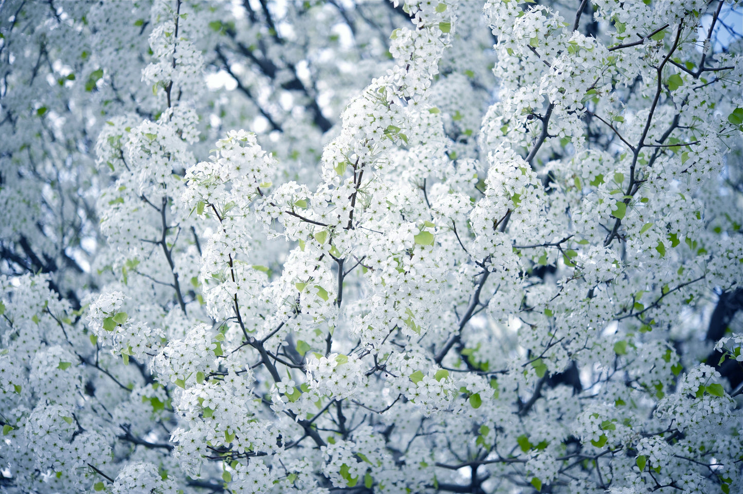 5 American Plum (Prunus Americana) Seeds