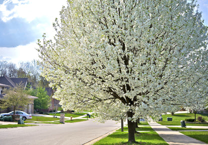 5 American Plum (Prunus Americana) Seeds