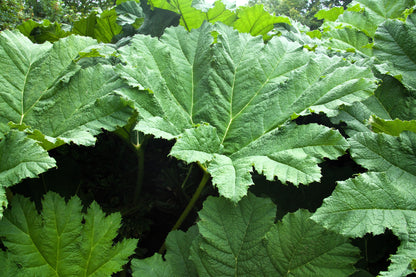 Giant Rhubarb (Gunnera insignis) Seeds – 10 ct