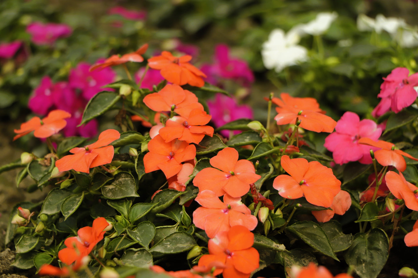 50 Dwarf Impatiens (Impatiens Walleriana) Seeds