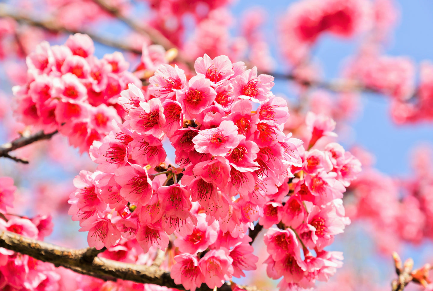 5 Himalayan Cherry (Prunus Cerasoides) Seeds