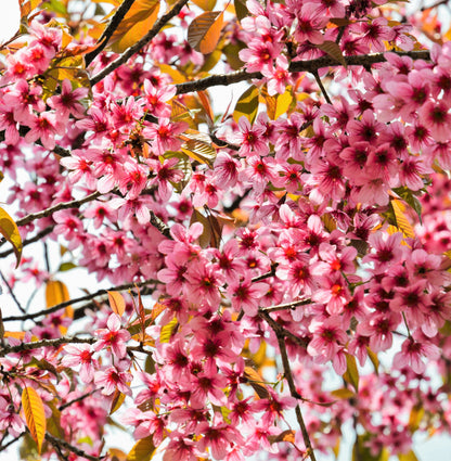 5 Himalayan Cherry (Prunus Cerasoides) Seeds