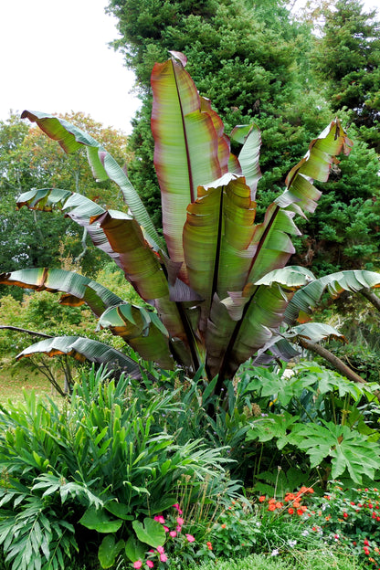 5 Red Abyssinian Banana (Musa Ensete Ventricosum) Seeds