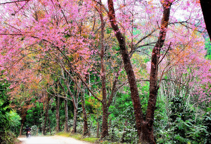 5 Himalayan Cherry (Prunus Cerasoides) Seeds