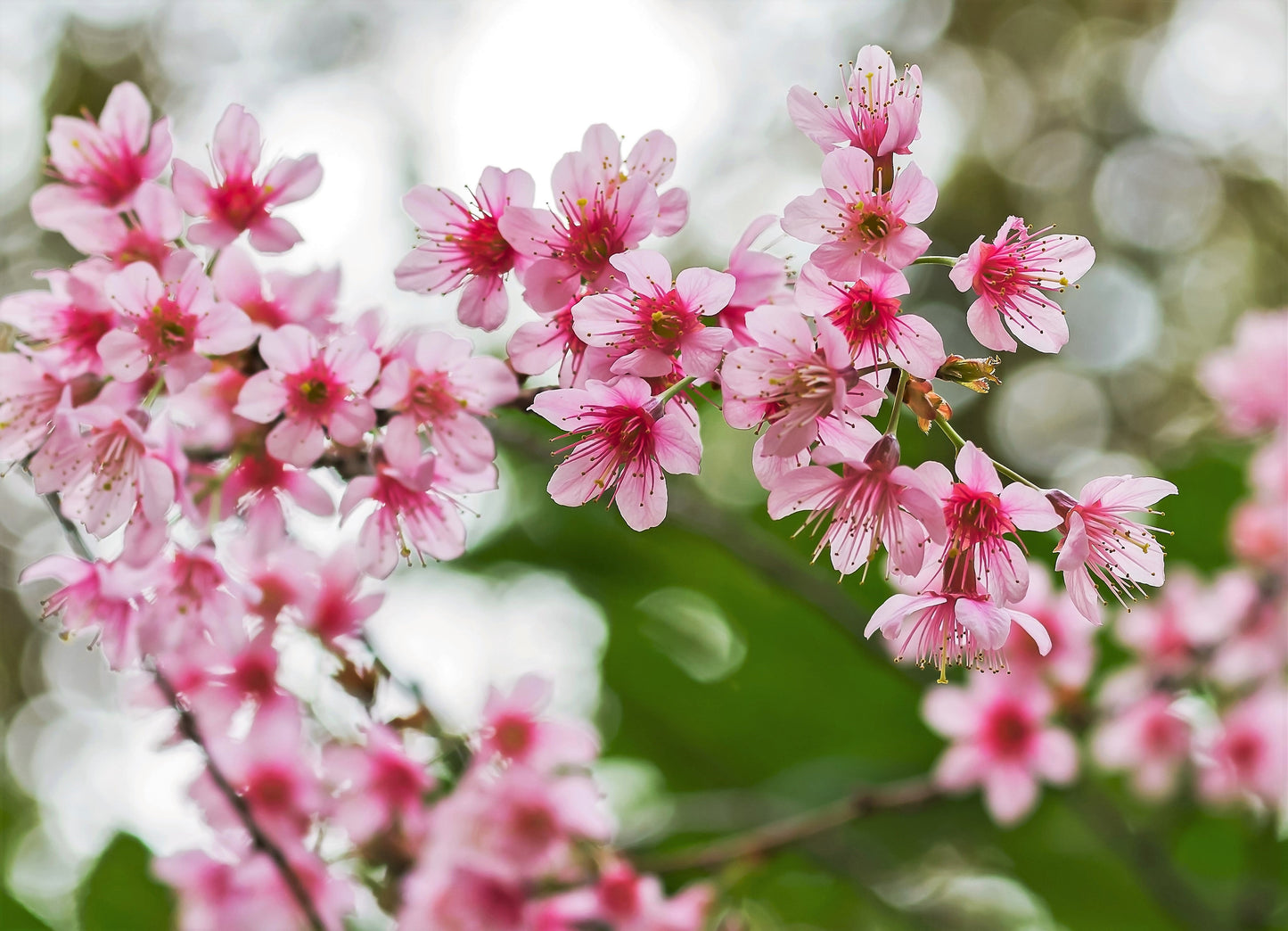 5 Himalayan Cherry (Prunus Cerasoides) Seeds