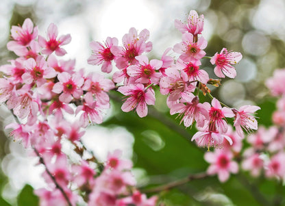 5 Himalayan Cherry (Prunus Cerasoides) Seeds
