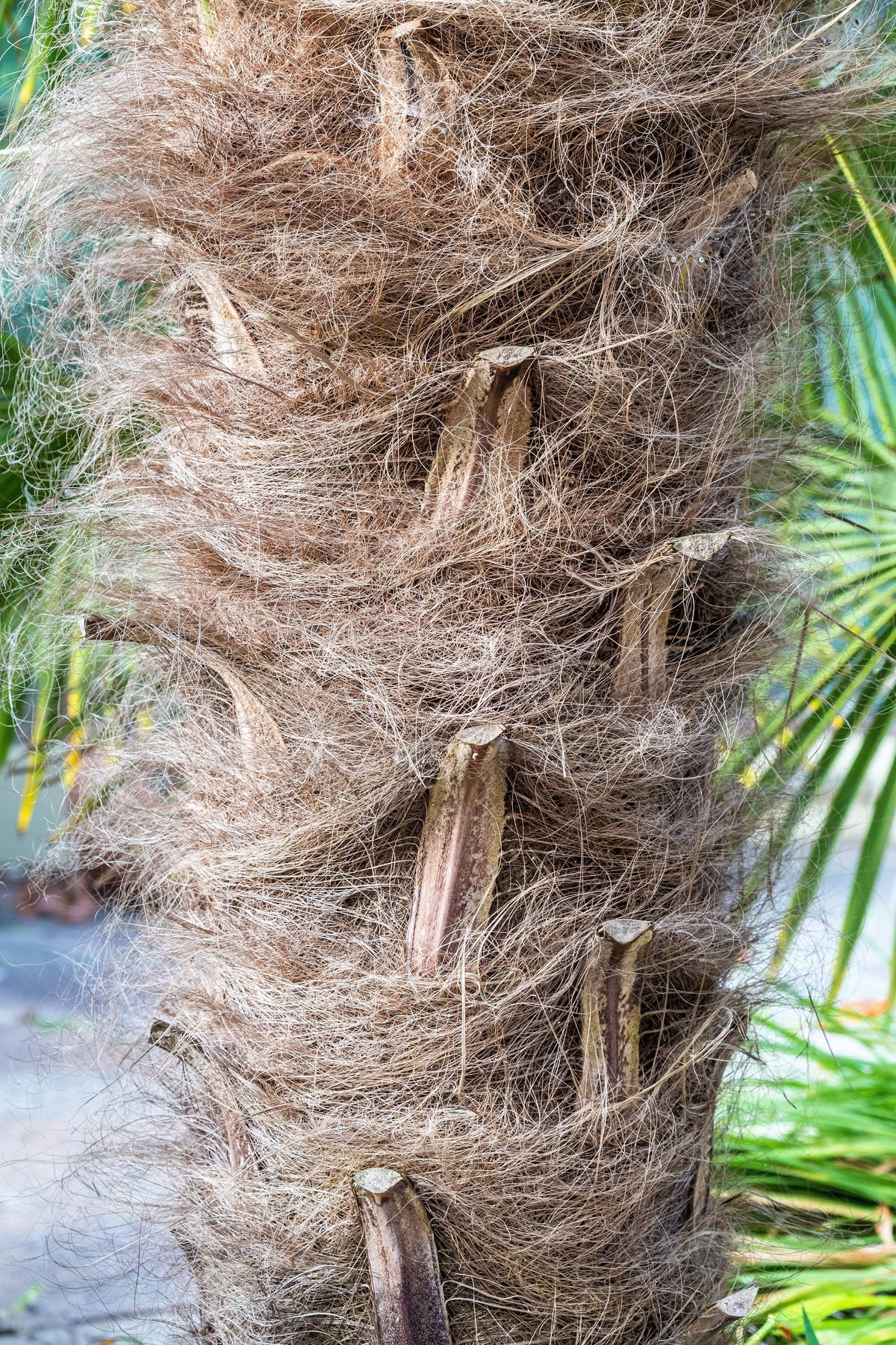Wagner Windmill Palm (Trachycarpus fortunei 'Wagnerianus') Seeds – 10 ct