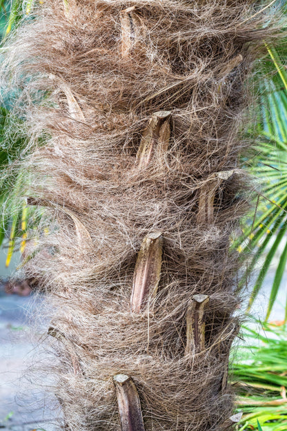 Wagner Windmill Palm (Trachycarpus fortunei 'Wagnerianus') Seeds – 10 ct