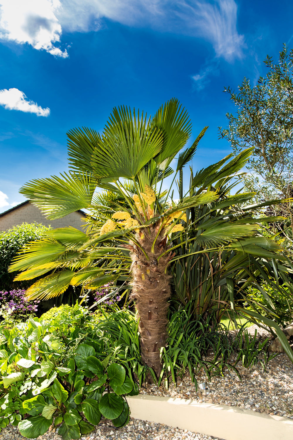 Wagner Windmill Palm (Trachycarpus fortunei 'Wagnerianus') Seeds – 10 ct