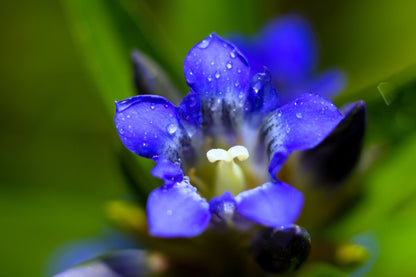 30 Dark Blue NIKITA GENTIAN Gentiana Dahurica Siberian Flower Herb Seeds