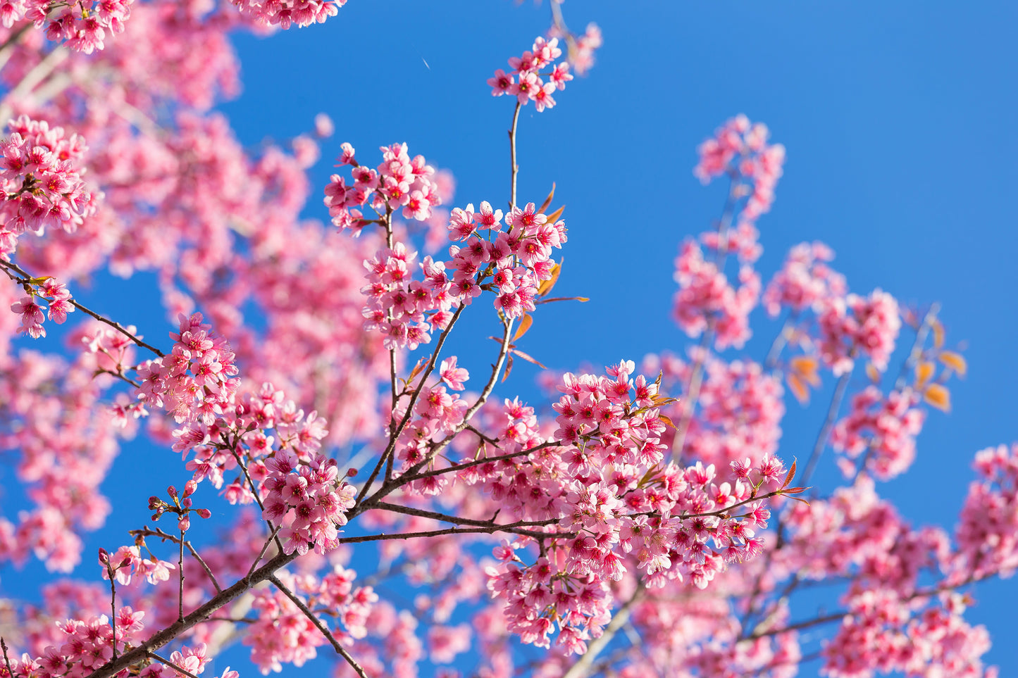 5 Himalayan Cherry (Prunus Cerasoides) Seeds