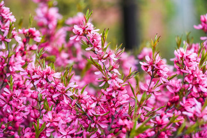 Dwarf Russian Almond (Prunus tenella) Seeds – 5 ct