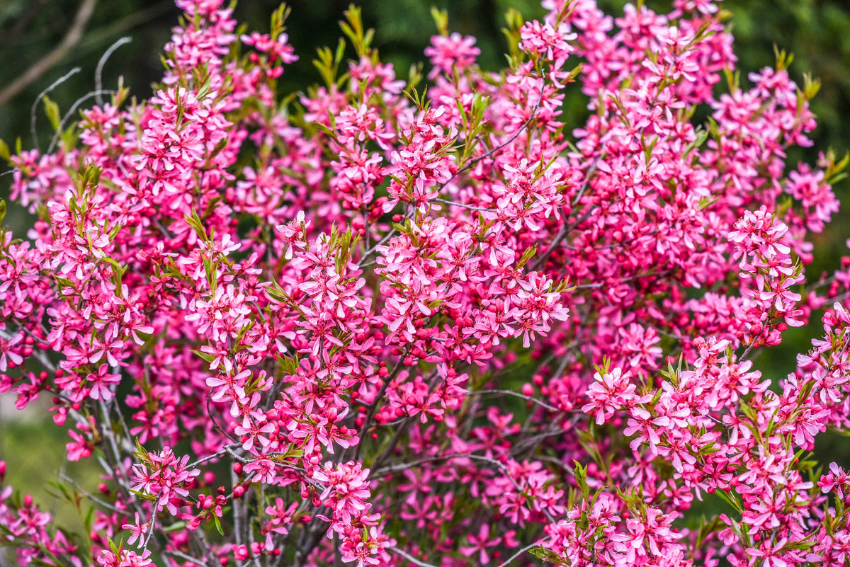 Dwarf Russian Almond (Prunus tenella) Seeds – 5 ct