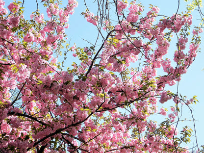 5 Himalayan Cherry (Prunus Cerasoides) Seeds