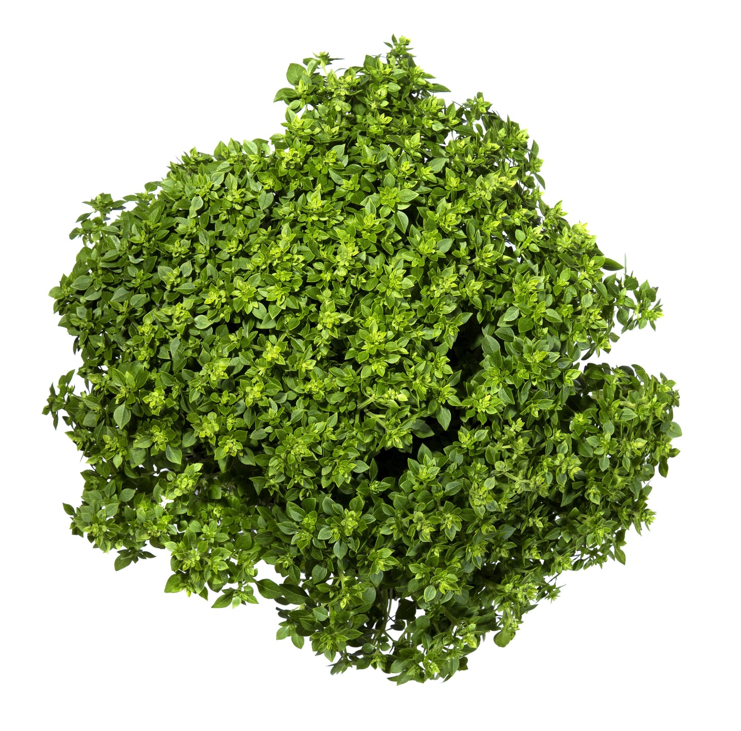 500 Dwarf Greek Basil (Ocimum Basilicum) Seeds