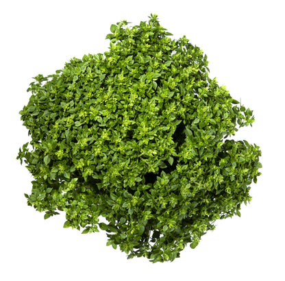 500 Dwarf Greek Basil (Ocimum Basilicum) Seeds